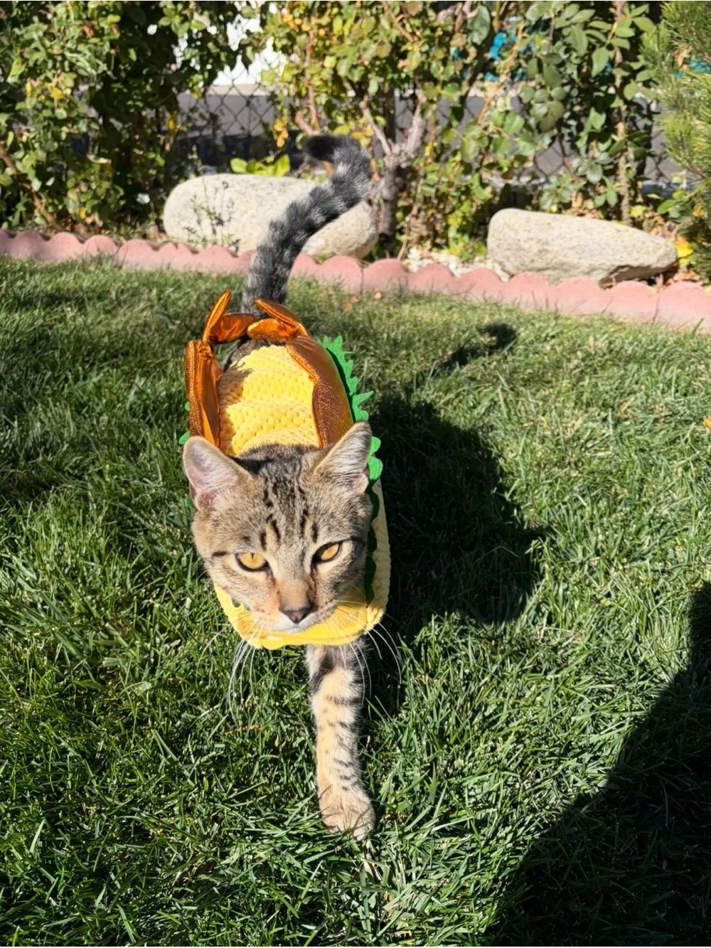 Fish Taco Pet Costume (Two)